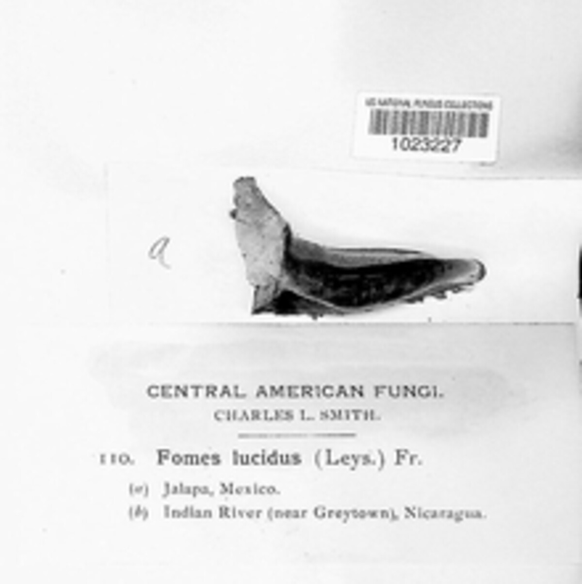 Ganoderma lucidum image